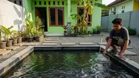 6 Cara Mengatasi Lele Sering Lompat Keluar, Efektif dan Mudah