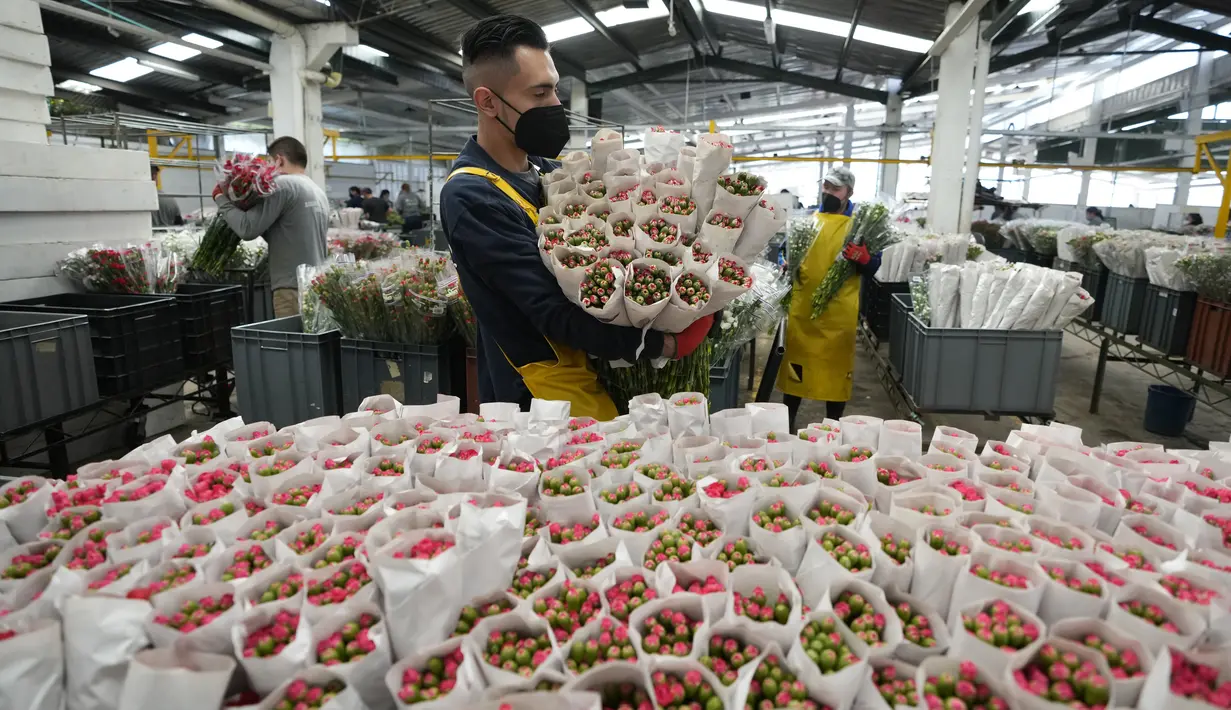 Pekerja membawa paket anyelir untuk dikirim ke AS jelang Hari Valentine, hari libur terbesar tahun ini untuk penjualan bunga segar di perusahaan bunga Colibri di El Rosal, Kolombia, 25 Januari 2022. Kolombia menjadi salah satu negara terbesar penyuplai bunga di Hari Valentine. (AP/Fernando Vergara)