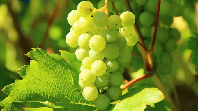 Anggur Hijau