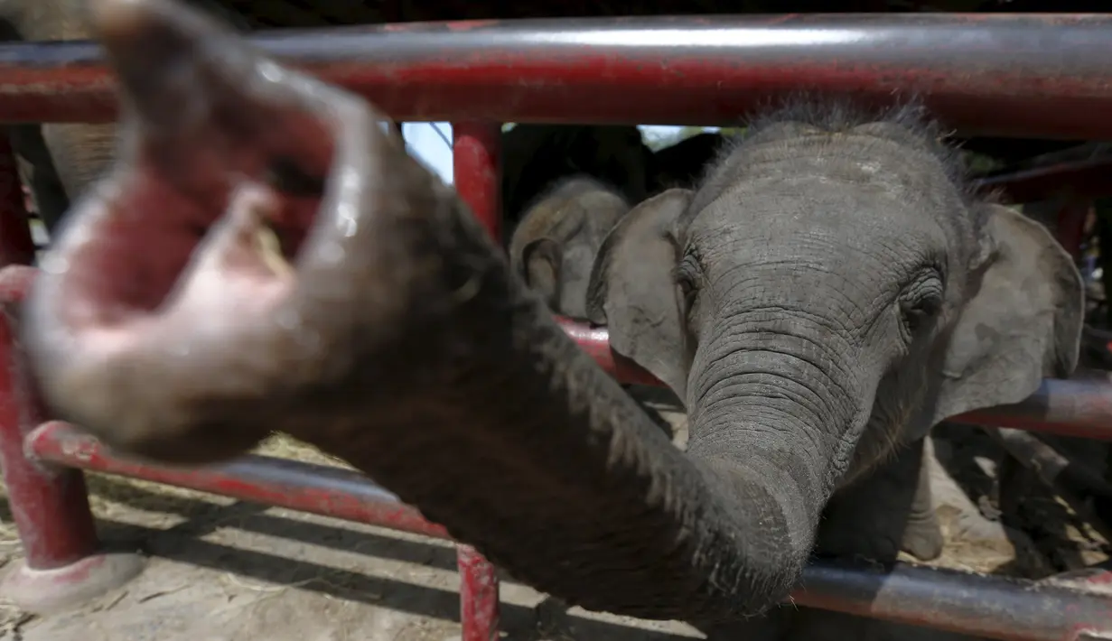 Gajah kecil membentangkan belalainya keluar kandang di sebuah kamp, Ayutthaya, Bangkok, Thailand, (11/8/2015). Acara tahunan ini diselenggarakan untuk meningkatkan kesadaran tentang konservasi gajah. (REUTERS/Chaiwat Subprasom)