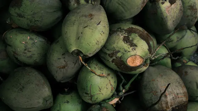 Trik Memilih Kelapa Muda yang Airnya Manis/Photo by Jakob Owens on Unsplash
