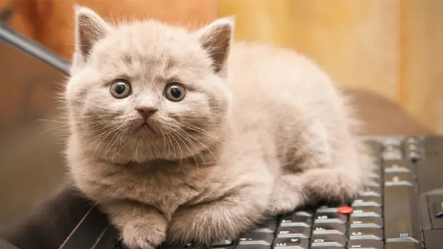 5 Tingkah Kucing Ini Ternyata Bentuk Caper Kepada Pemilik