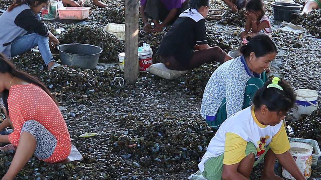 Limbah Kulit Kerang Ternyata Bisa ‘Disulap’ Jadi Paving Block & Closet Jongkok, Begini Caranya