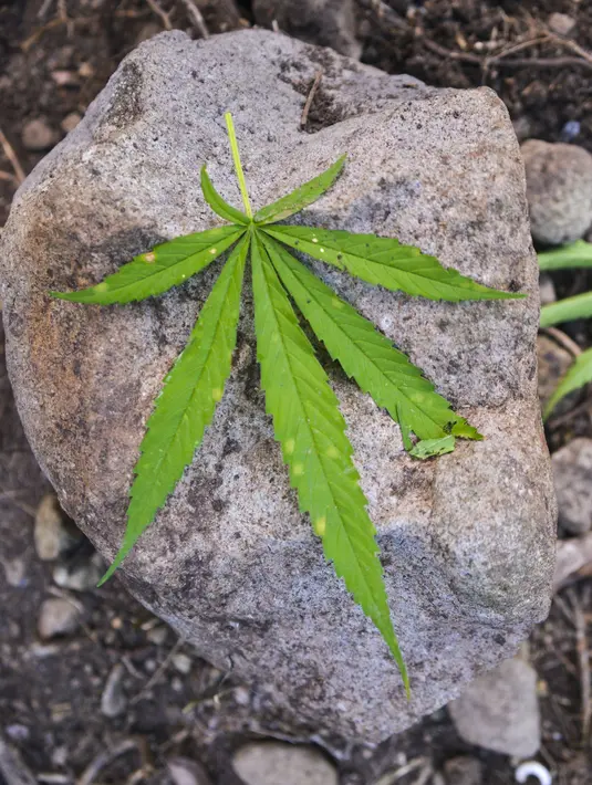 Daun ganja digambarkan selama penggerebekan di kawasan hutan Montasik, Aceh Besar, Aceh, Rabu (6/3/2019). Polres Aceh Besar memusnahkan 80 ribu batang lebih pohon ganja dilahan seluas tiga hektare di dua lokasi. (CHAIDEER MAHYUDDIN / AFP)
