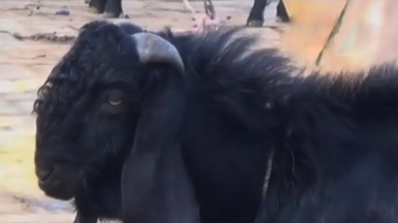 Setelah Daging Ayam dan Sapi, Harga Kambing Ikut Merangkak Naik