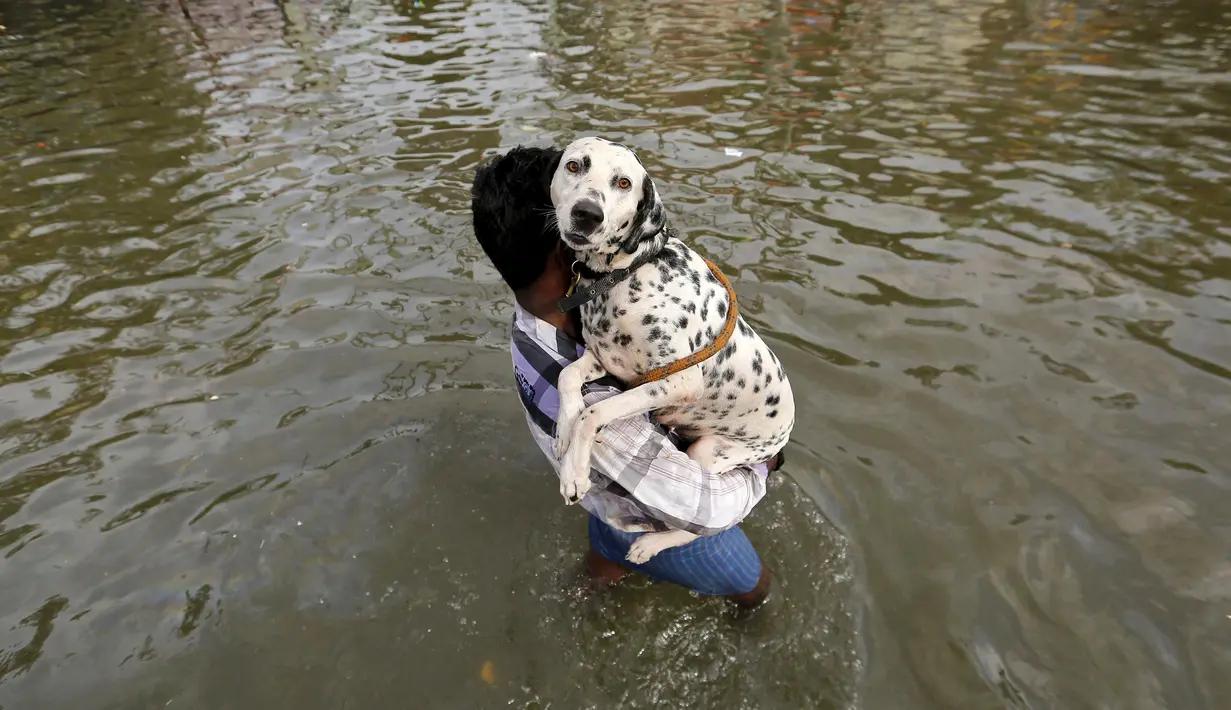Seorang pria membawa anjing saat banjir di Chennai, di negara bagian selatan Tamil Nadu, India, (3/11/2015). Curah hujan terparah dari satu abad telah menyebabkan banjir besar di seluruh bagian India selatan. (REUTERS/Anindito Mukherjee)