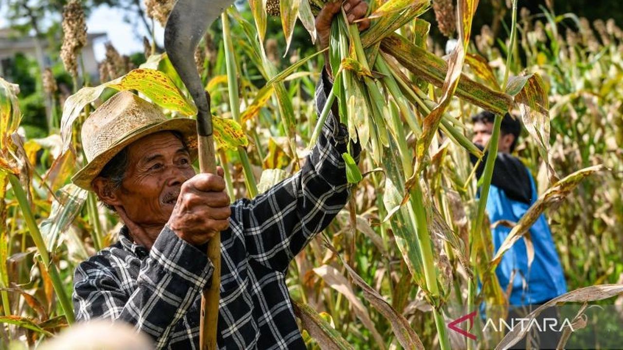Sorgum: Harapan Baru Ketahanan Pangan Indonesia di Tengah Ancaman Kekeringan