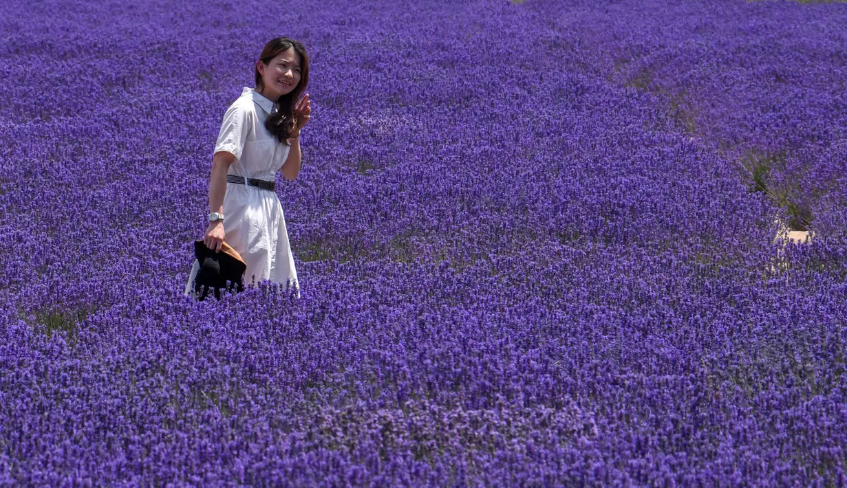Seorang wanita mengunjungi ladang lavender di Wilayah Huocheng, Daerah Otonom Uighur Xinjiang, China (16/6/2020). Dengan lahan budidaya seluas 3.733 hektare, industri lavender di Wilayah Huocheng menciptakan 15.000 lebih lapangan pekerjaan pada 2019. (Xinhua/Zhao Ge)