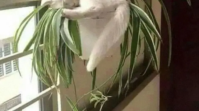 12 Potret Nyeleneh Kucing Tidur di Sembarang Tempat Ini Bikin Gemas