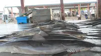 Alasan Nelayan Lombok Gemar Tangkap Hiu