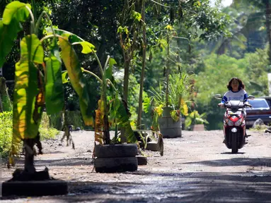 Pengendara motor melintasi jalan Desa Glagahsari, Cangkringan Sleman yang di tanami sejumlah pohon, (23/2). Aksi penanaman pohon sebagai bentuk protes atas rusaknya jalan yang belum diperbaiki sejak 5 tahun letusan Merapi. (Liputan6.com/Boy Harjanto)