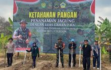 TNI Tanam Jagung di Cilegon, Perkuat Ketahanan Pangan Nasional Melalui Program TMMD