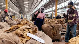 Seorang petani tembakau berdiri di samping bal hasil panennya selama pembukaan resmi musim penjualan tembakau di Lantai Penjualan Tembakau, Harare, Zimbabwe, 7 April 2021. Musim penjualan tembakau tahun ini dihadiri sedikit petani karena pembatasan COVID-19. (Jekesai NJIKIZANA/AFP)
