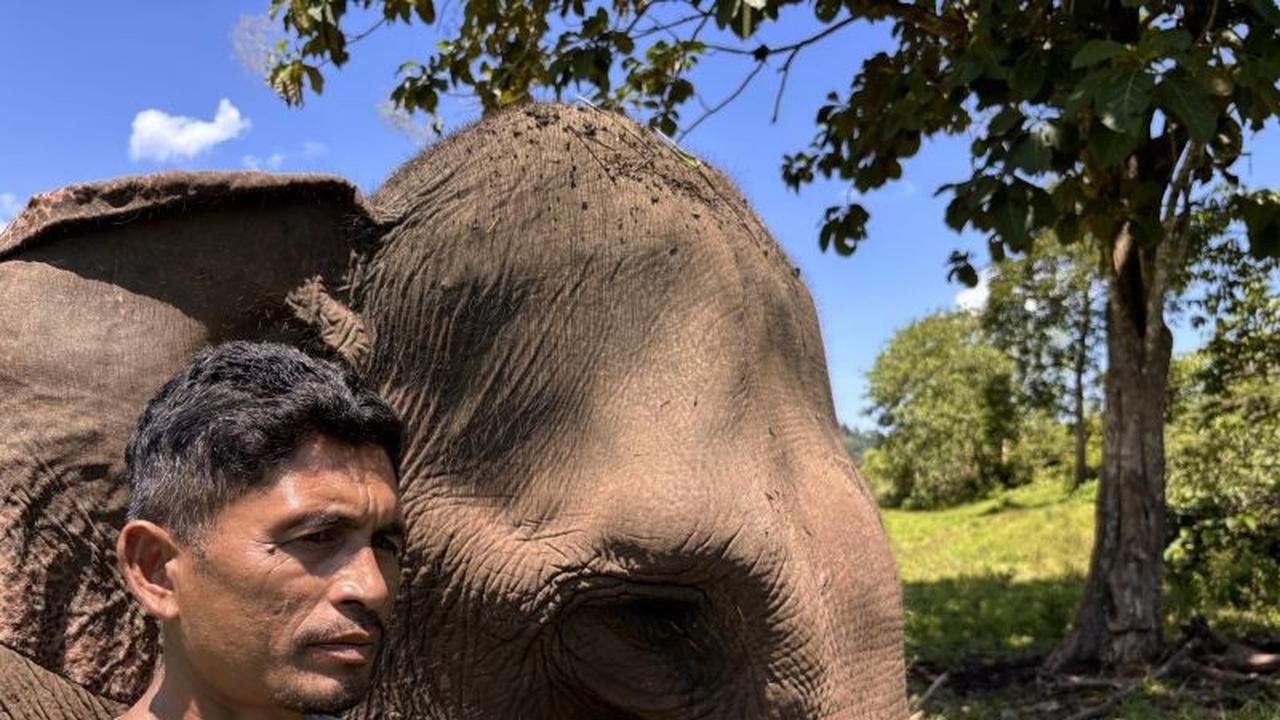 Dampak Bencana Sungai Peusangan: Ekosistem Gajah Sumatera Terancam