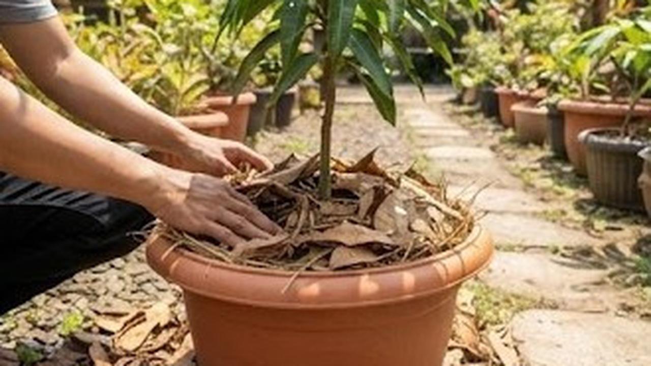 Cara Merawat Tabulampot saat Kemarau