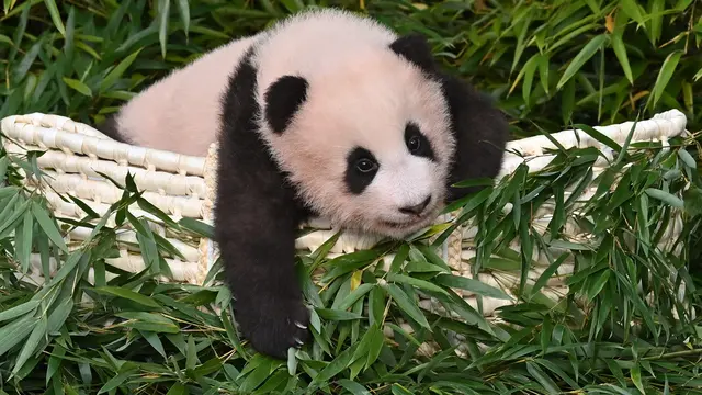 Anak Panda Raksasa Pertama yang Lahir di Korea Selatan