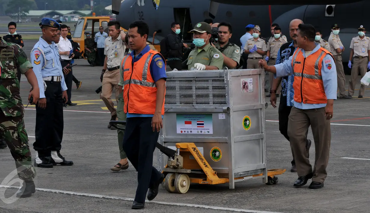 Petugas saat membawa kandang berisi Orang utan utan di Halim Perdanakusuma, Jakarta, Kamis, (12/11/2015). Sebanyak 14 Orang Hutan yang diduga diselundupkan di Thailand. (Liputan6.com/JohanTallo)