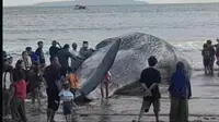 Paus 15 Meter Terdampar di Pantai Jembrana, Warga Sempat Melihatnya Masih Bergerak