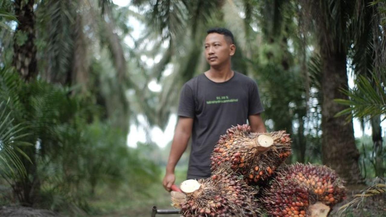 Kementan Awasi Perusahaan Sawit Hadapi El Nino, Pastikan Produksi Tetap Terjaga