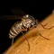 Malaria Knowlesi Menginfeksi Tiga Pekerja Tambang di Aceh Barat