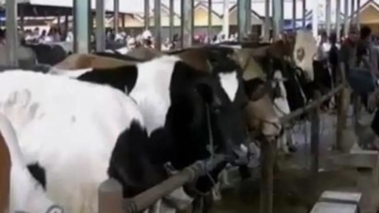 Pakan Rumput Langka, Harga Sapi Lokal Semakin Mahal
