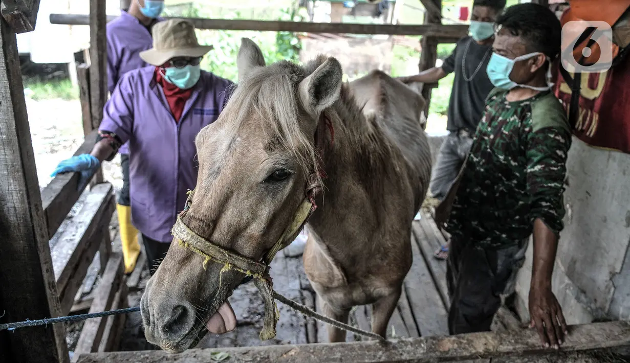 Dokter hewan dari Suku Dinas KPKP Jakarta Timur memeriksa kondisi kesehatan kuda delman di kawasan Pengarengan, Cakung, Jakarta, Kamis (25/2/2021). Petugas juga memberikan bantuan pakan sekaligus edukasi kepada peternak. (merdeka.com/Iqbal S. Nugroho)