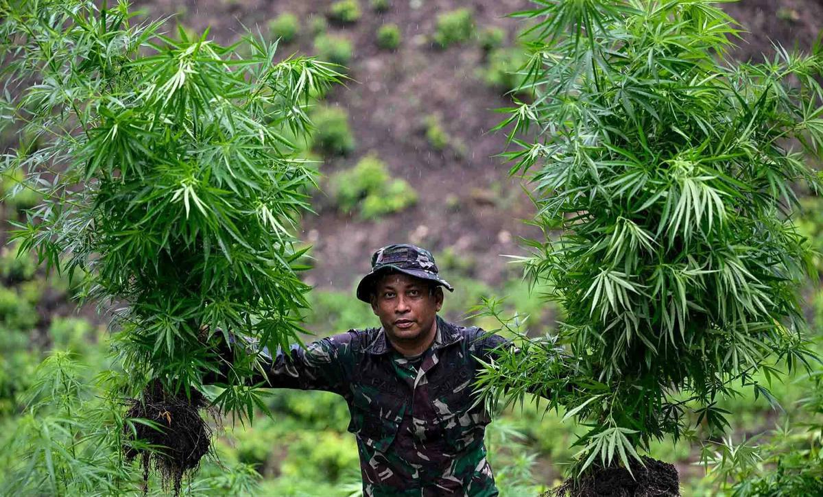 FOTO: TNI AD Bongkar Ladang Ganja di Pegunungan Aceh Besar