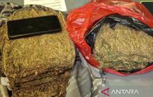 Polda Metro Jaya Gagalkan Peredaran 4,3 Kg Ganja di Depok, Satu Tersangka Diamankan
