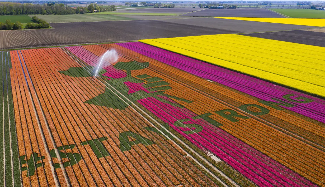 Nursery S. Schouten membuat karya seni berisi pesan dukungan bertulis ‘#StayStrong’ untuk melawan virus corona COVID-19 di ladang tulip di Bant, Belanda, Minggu (26/4/2020). Karya seni ini terbuat dari tiga juta bunga tulip. (AP Phto/Stef Hoffer)