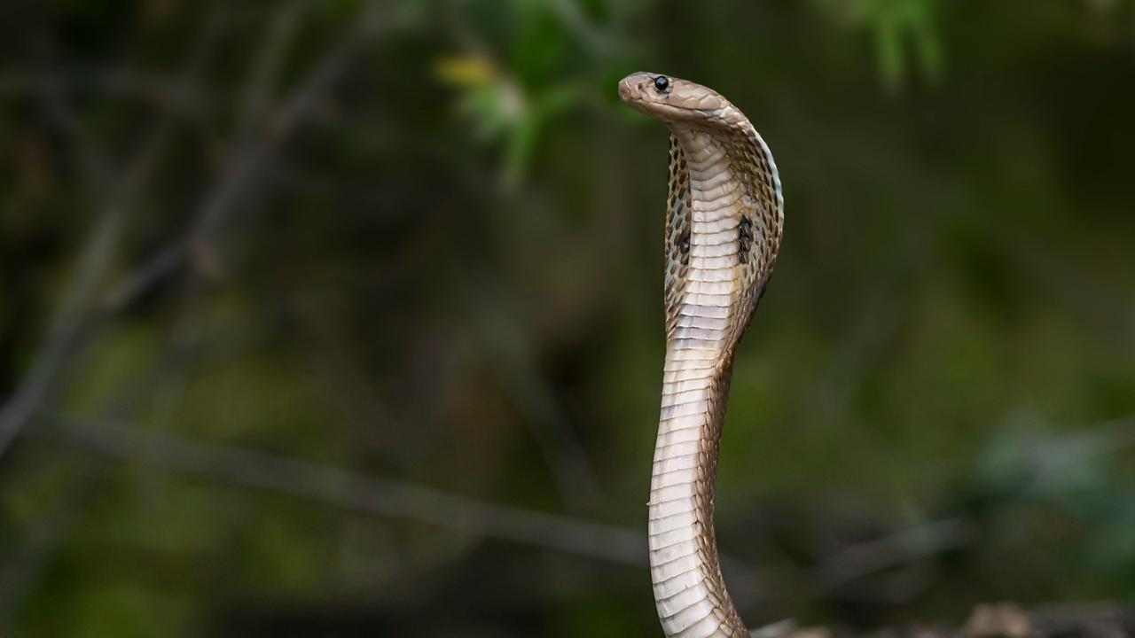 Ular King Kobra Raksasa Sepanjang 3 Meter Bikin Geger Desa di India