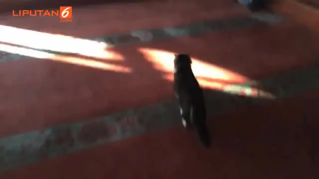 Ia membukakan pintu masjid untuk para kucing yang kedinginan di musim dingin.