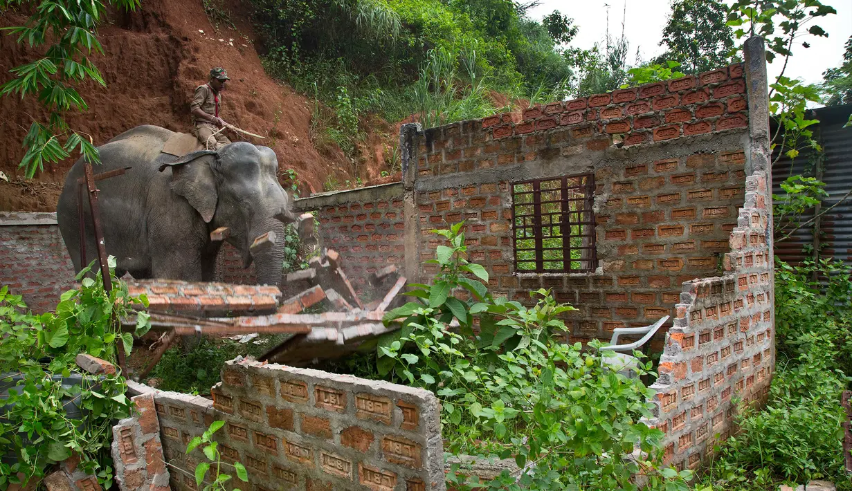 Seekor gajah merobohkan rumah saat penggusuran di Suaka Margasatwa Amchang di pinggiran Gauhati, India (25/8). Pasukan keamanan India mengerahkan gajah untuk menggusur sejumlah rumah ilegal di kawasan tersebut. (AP Photo/Anupam Nath)