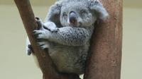 Ilustrasi Koala (iStock)