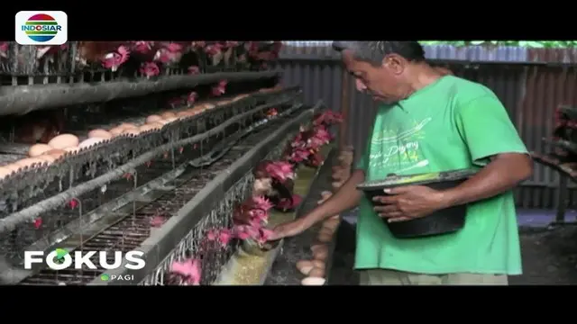 Seorang peternak ayam di Deli Serdang, Sumut, terancam gulung tikar akibat terpuruknya rupiah. Pasalnya, selama ini ia menggunakan pakan ternak impor untuk ayam-ayamnya.