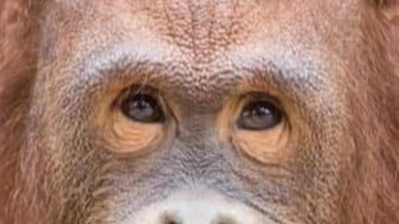 10 Hewan Terpintar di Dunia, Ternyata Nomor 1 Bukan Lumba-Lumba!