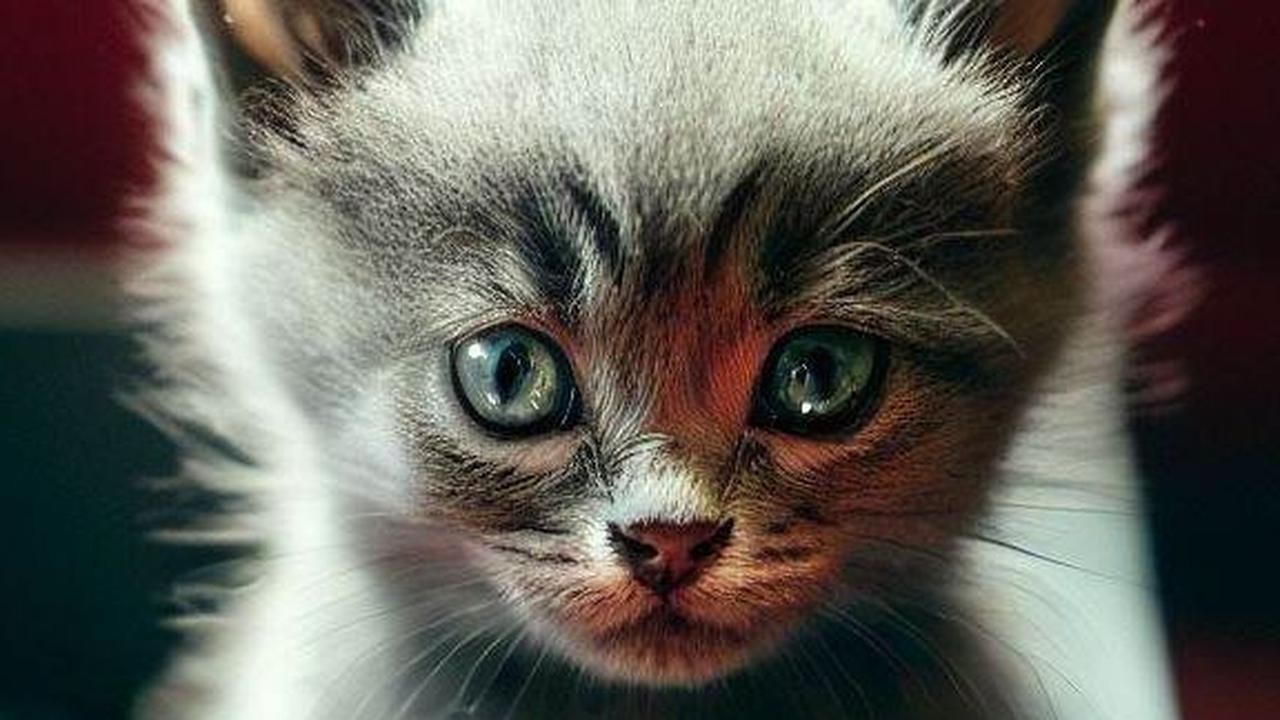 Idealnya, Kucing Harus Buang Air Besar Berapa Kali Sehari?