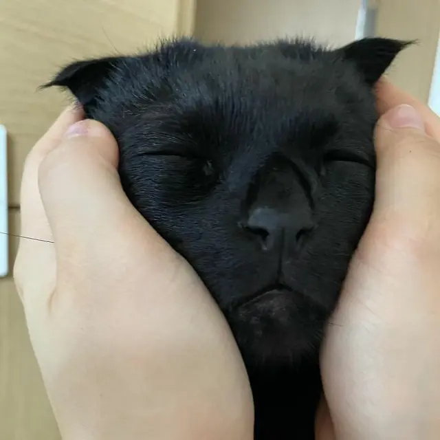 Tak Selalu Seram, 7 Tingkah Kucing Hitam ini Justru Menggemaskan