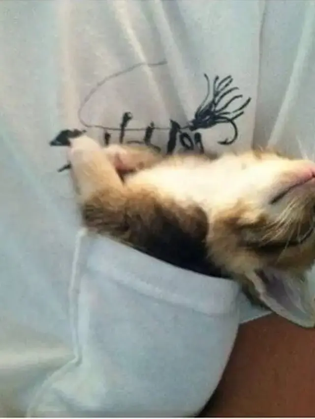 12 Potret Nyeleneh Kucing Tidur di Sembarang Tempat Ini Bikin Gemas