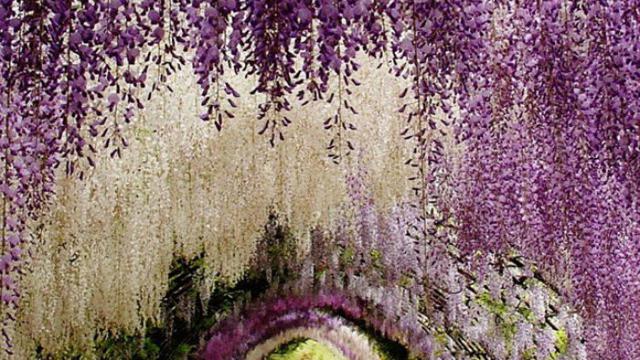 Ingin Liburan Musim Semi? Intip 13 Destinasi Seru Berikut Ini