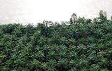 Pola Kemitraan PTPN IV Bakal Diadopsi Petani Sawit, Tetap Dapat Penghasilan Saat Peremajaan Kebun