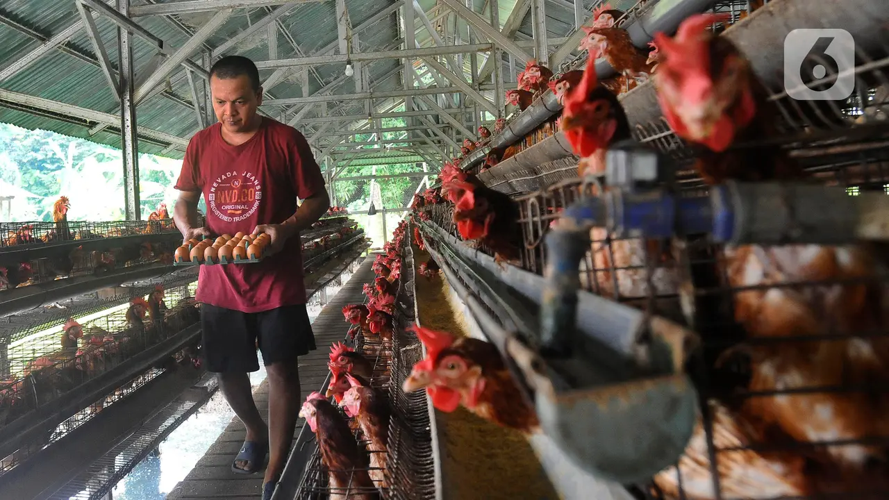 harga telur ayam tinggi