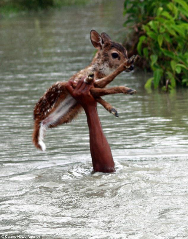 Hampir tenggelam, Belai menyelamatkan anak rusa. | Photo copyright Dailymail.co.uk