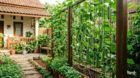 Cara Membuat Kebun Timun Gantung Sederhana untuk Lahan Terbatas, Panduan Berkebun Panen Maksimal