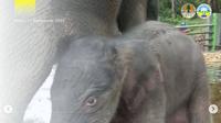 Seekor anak gajah jadi penghuni batu Taman Nasional Gunung Leuser (dok.Instagram/@bbtn_gn_leuser/https://www.instagram.com/p/CWXN9VHvWOG/Komarudin)