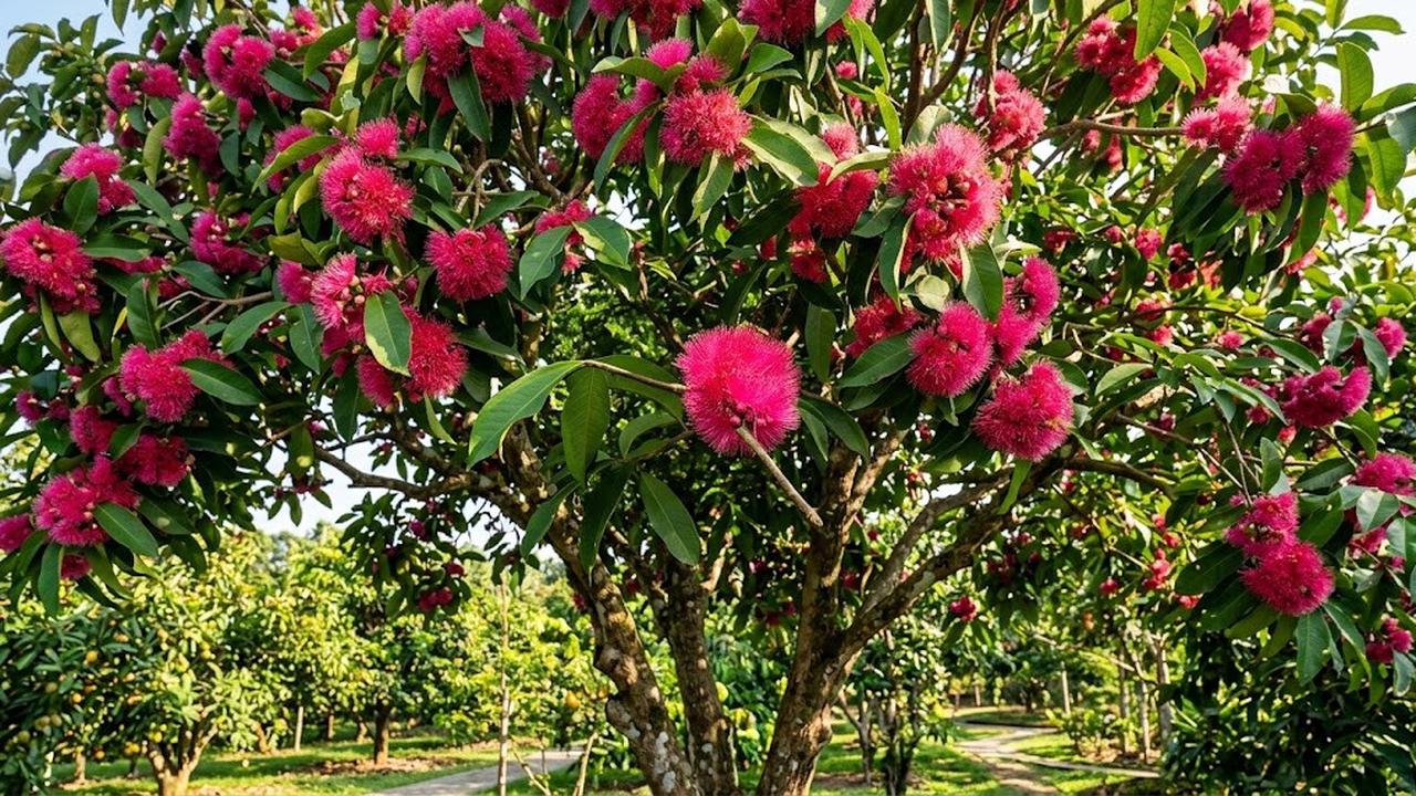 Bunga Jambu Bol