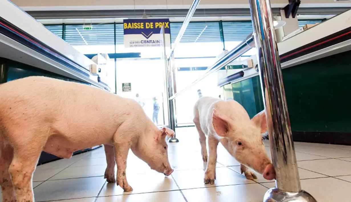 Anak babi saat menyusuri supermarket Casino di Sarlat, Perancis barat daya, setelah para petani melepaskannya sebagai bentuk demo di supermarket tersebut, Kamis (20/8/2015). (AFP PHOTO/Yohan Bonnet)