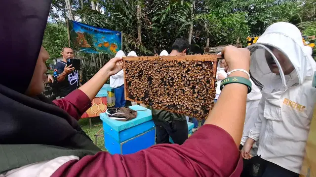 Seorang peternak lebah memperlihatkan bingkai sarang yang dipenuhi ribuan lebah madu saat mengikuti program beekeeping experience di Lembah Suhita, Bandar Lampung.