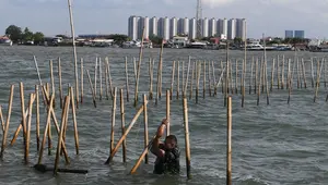 Saat ini pembongkaran masih dilakukan secara manual dengan cara mencabut terlebih dulu kain dan pengait di atas bambu tersebut. (merdeka.com/Arie Basuki)