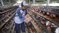Peternak ayam petelur Madsai (41) mengambil telur yang siap dikirim ke pasar di Desa Pengasinan, Gunung Sindur, Kabupaten Bogor, Jawa Barat, Selasa (6/10/2020). Harga telur eceran sempat mencapai Rp 24 ribu per kilogram, sekarang turun Rp 18,500 per kilogram. (merdeka.com/Dwi Narwoko)
