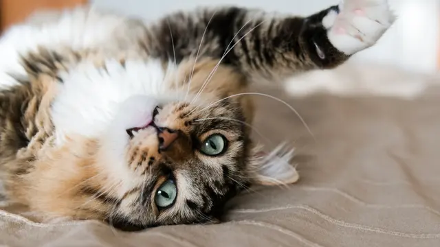 Bikin Gemas, Nyatanya Ada 4 Penyebab Kucing Suka Memiringkan Kepalanya